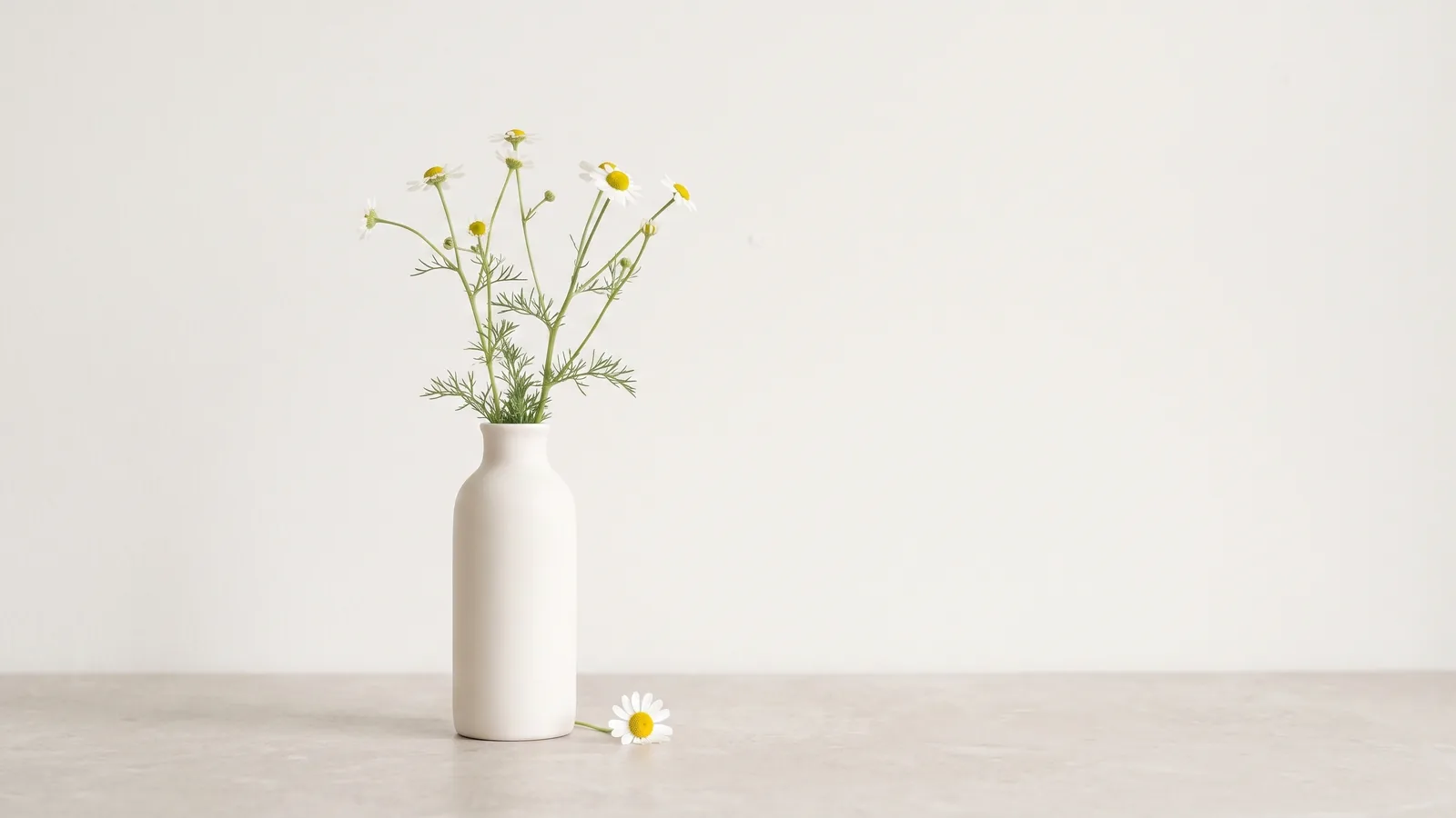 Kamilleblomster i en mat keramikvase i meget blødt lys